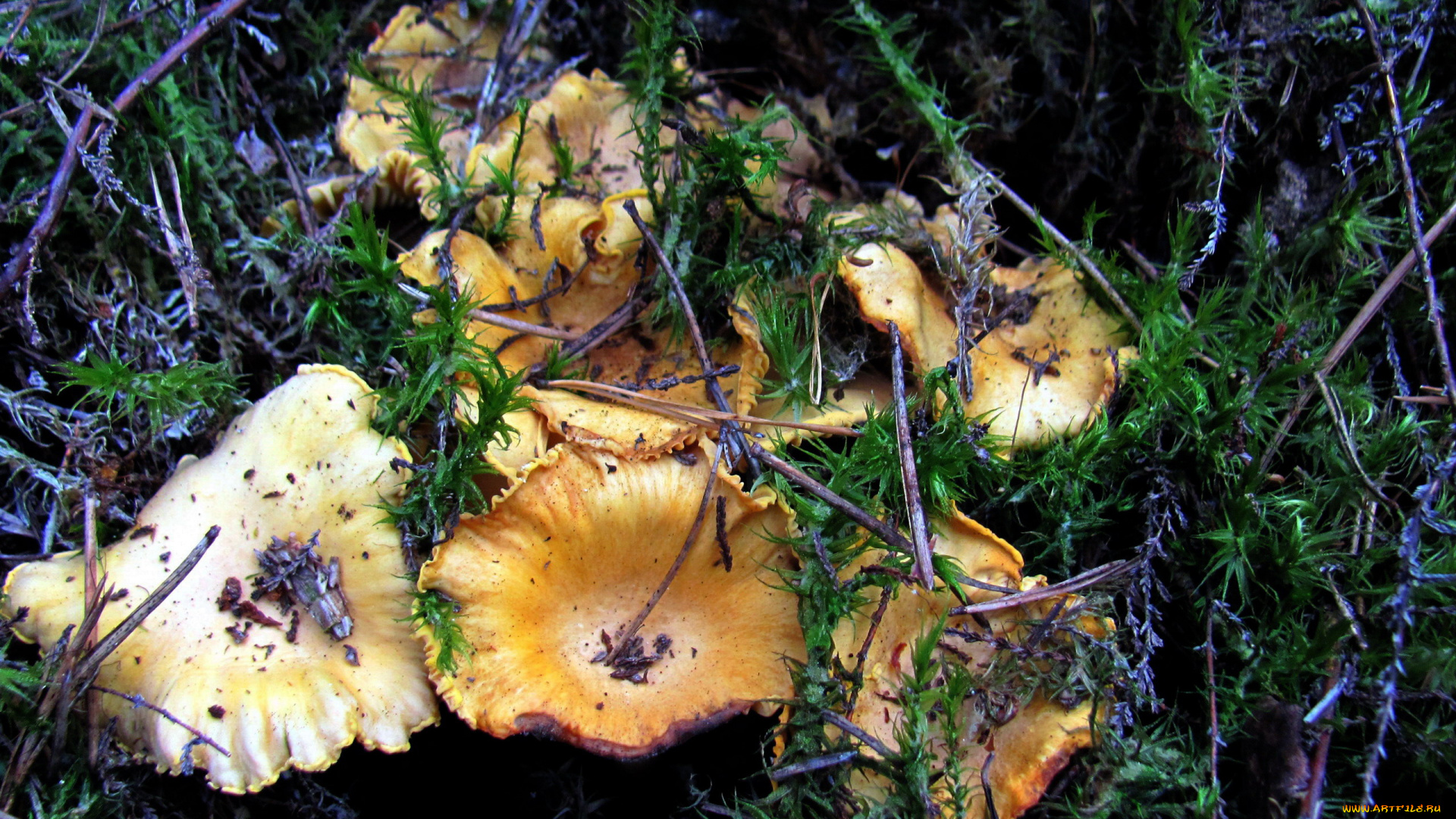 природа, грибы, грибная, семейка, лисички