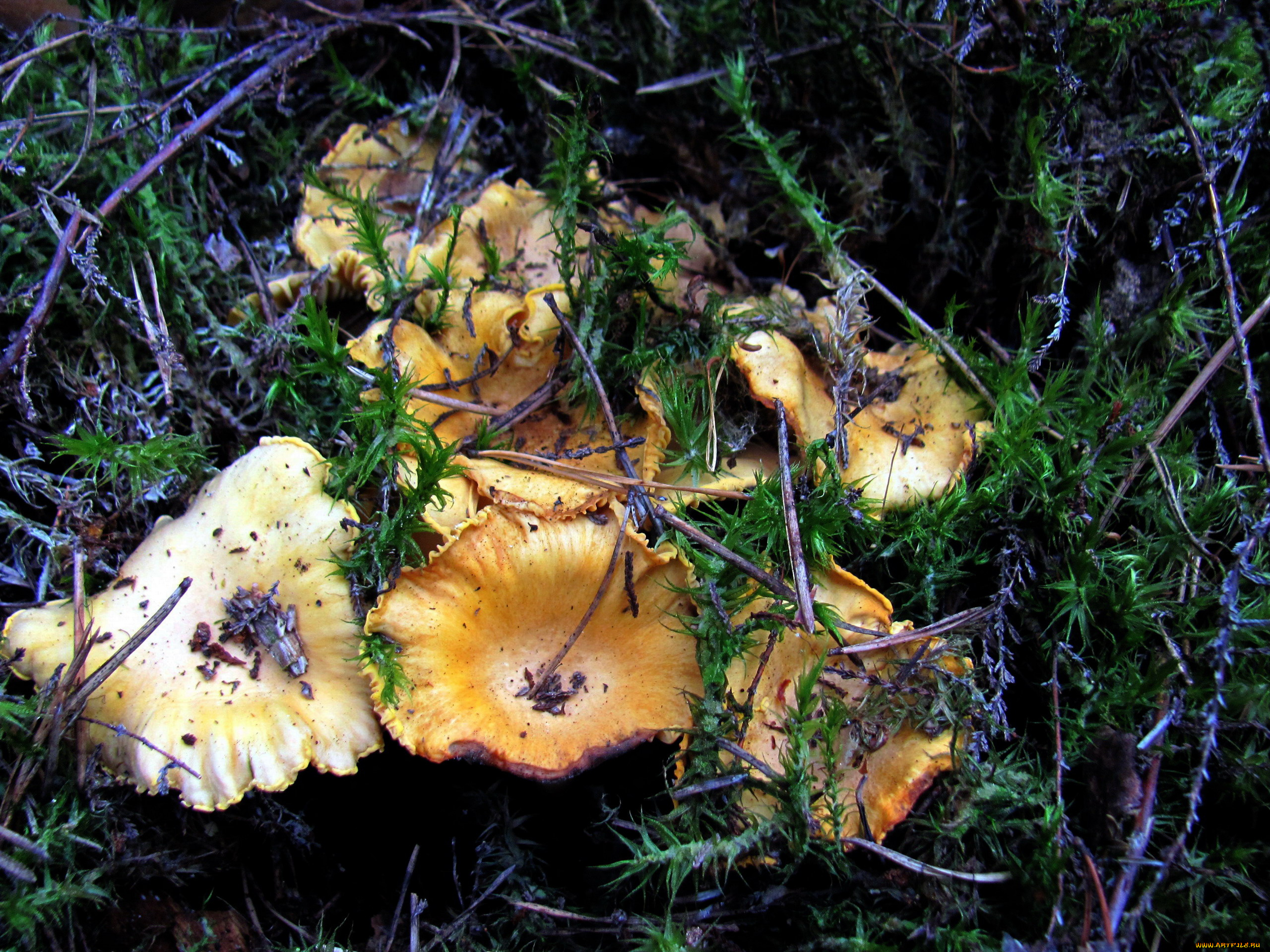 природа, грибы, грибная, семейка, лисички