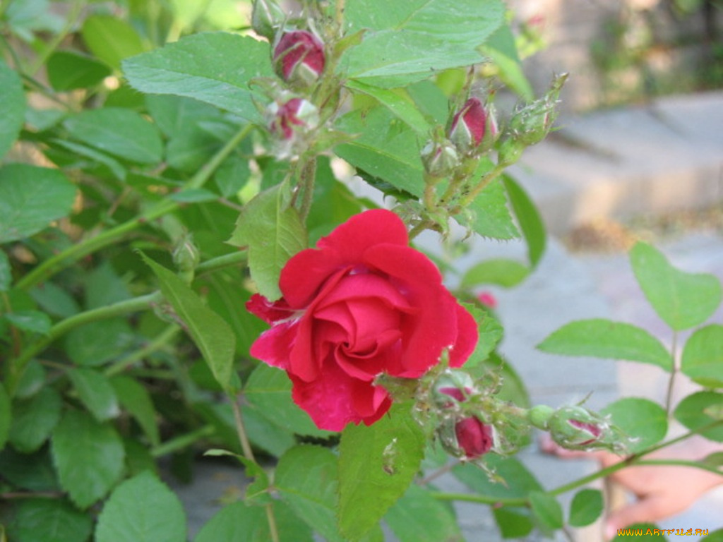 алая, роза, цветы, розы