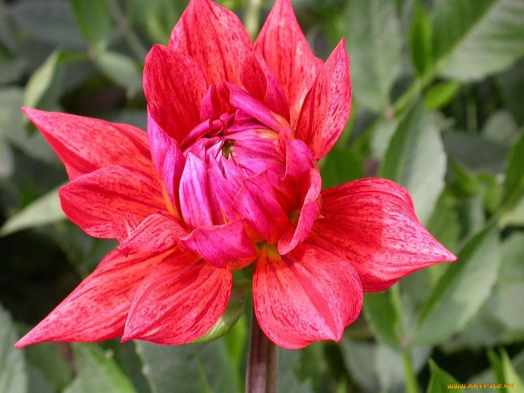 цветы, георгины