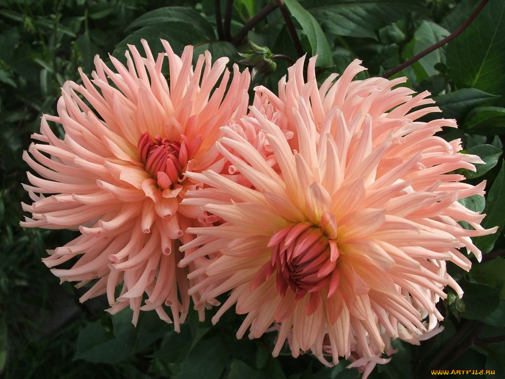 цветы, георгины