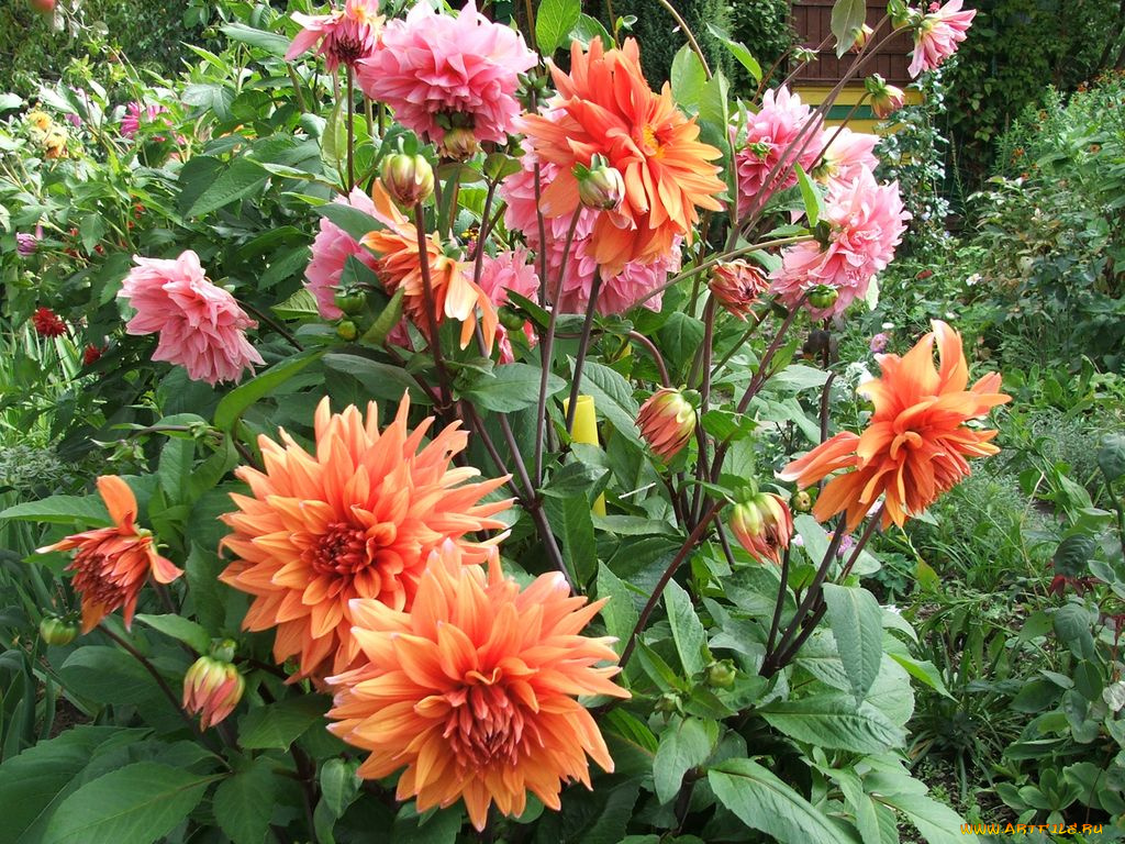 цветы, георгины