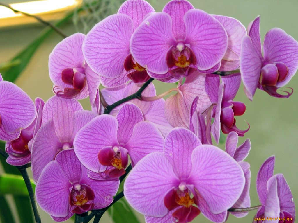 цветы, орхидеи