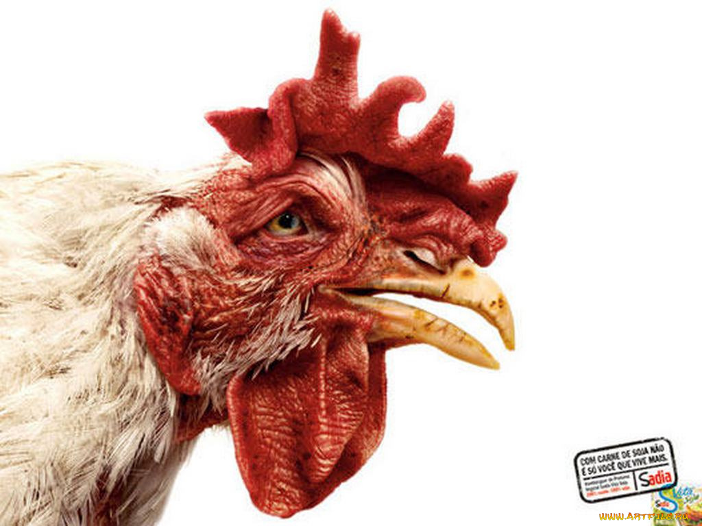 юмор, приколы