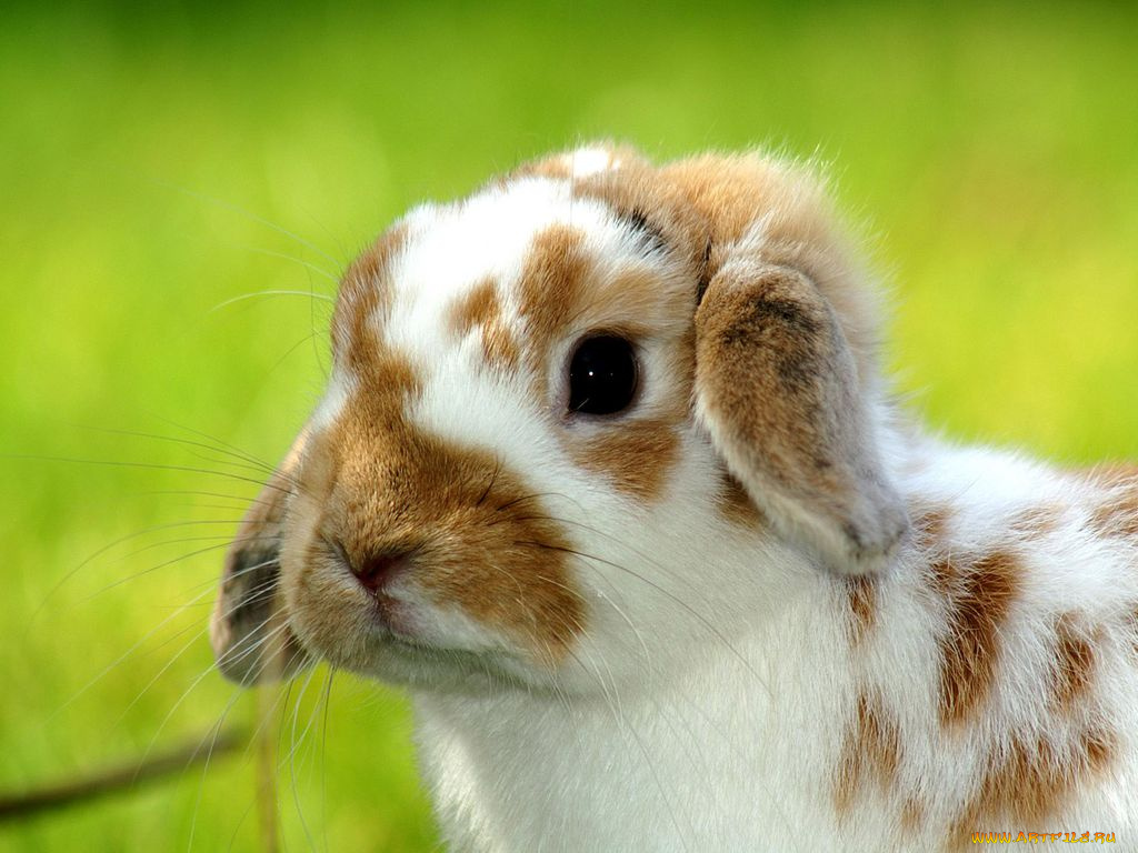 животные, кролики, зайцы