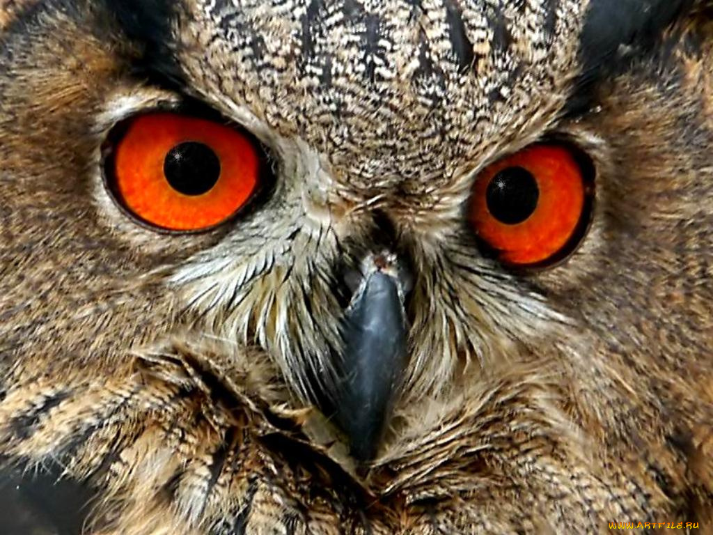 животные, совы