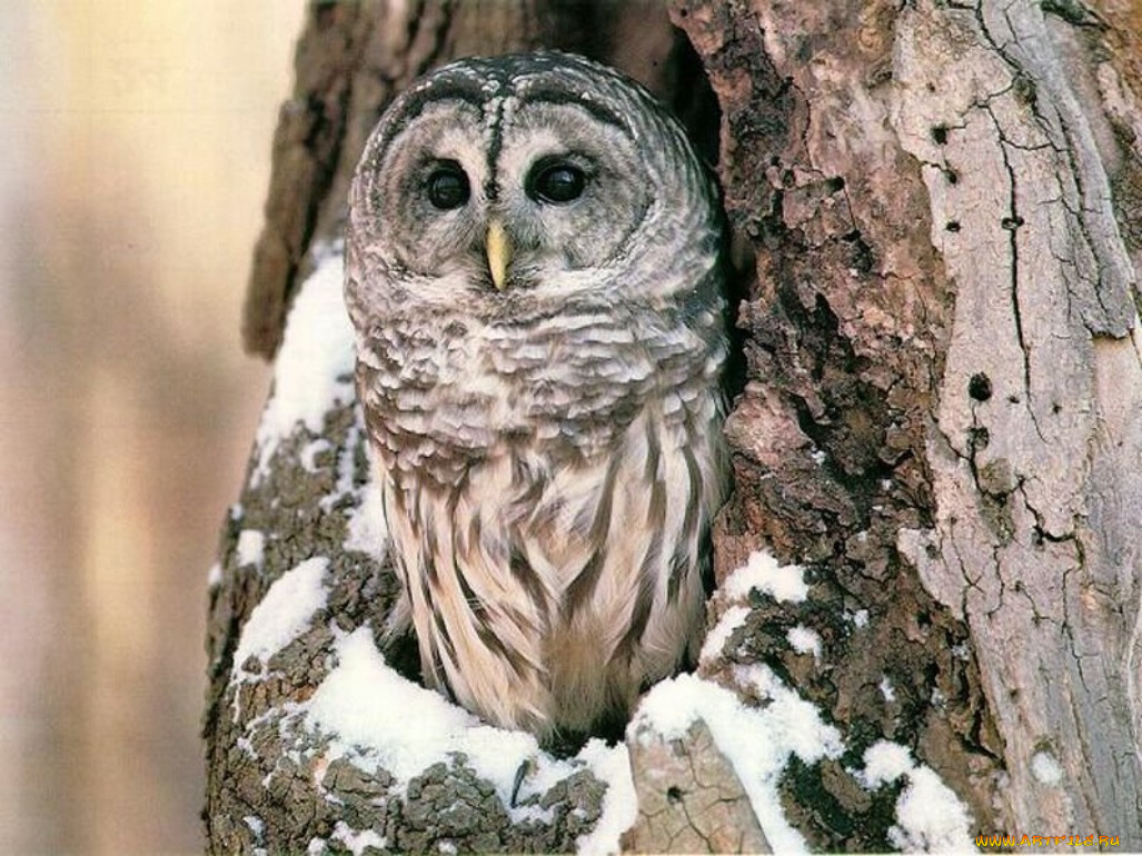 животные, совы