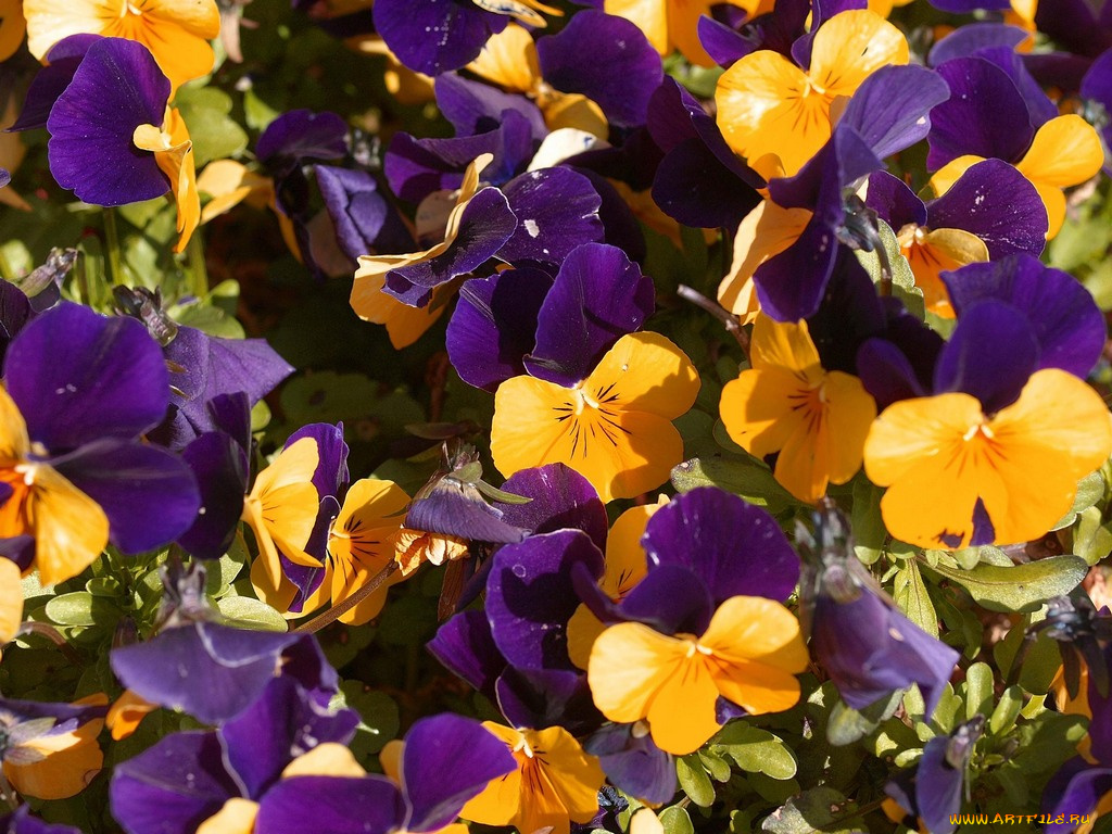 цветы, анютины, глазки, садовые, фиалки