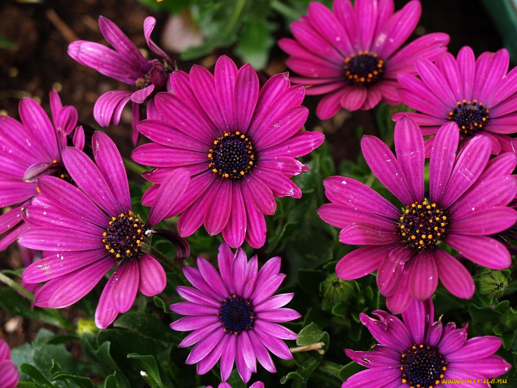 цветы, диморфотеки