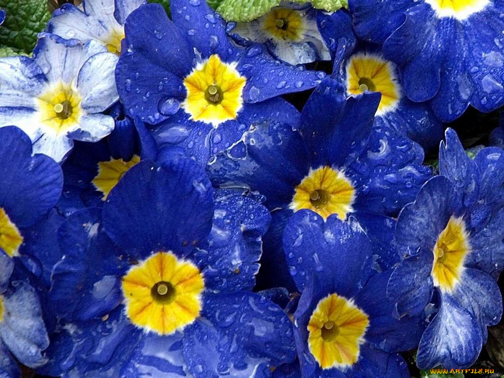 цветы, примулы