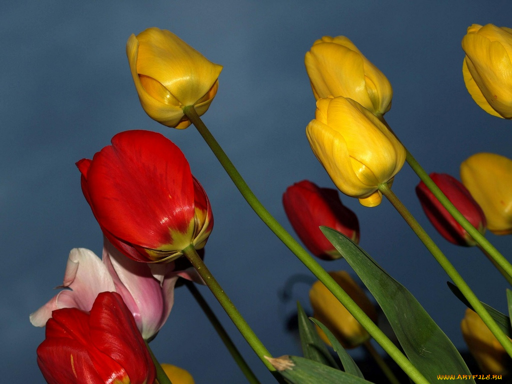 цветы, тюльпаны