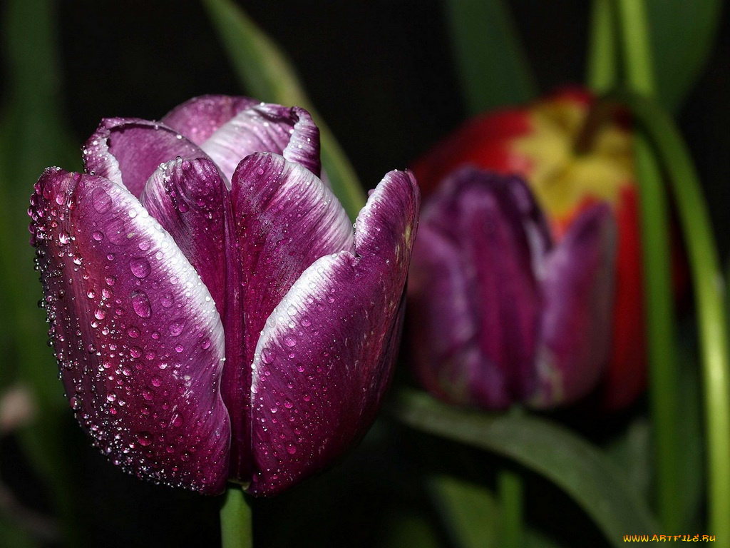 цветы, тюльпаны