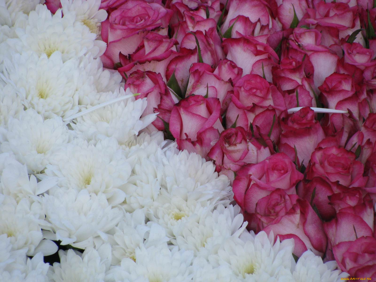 цветы, разные, вместе