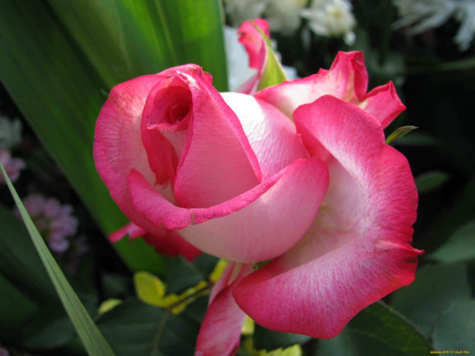 цветы, розы