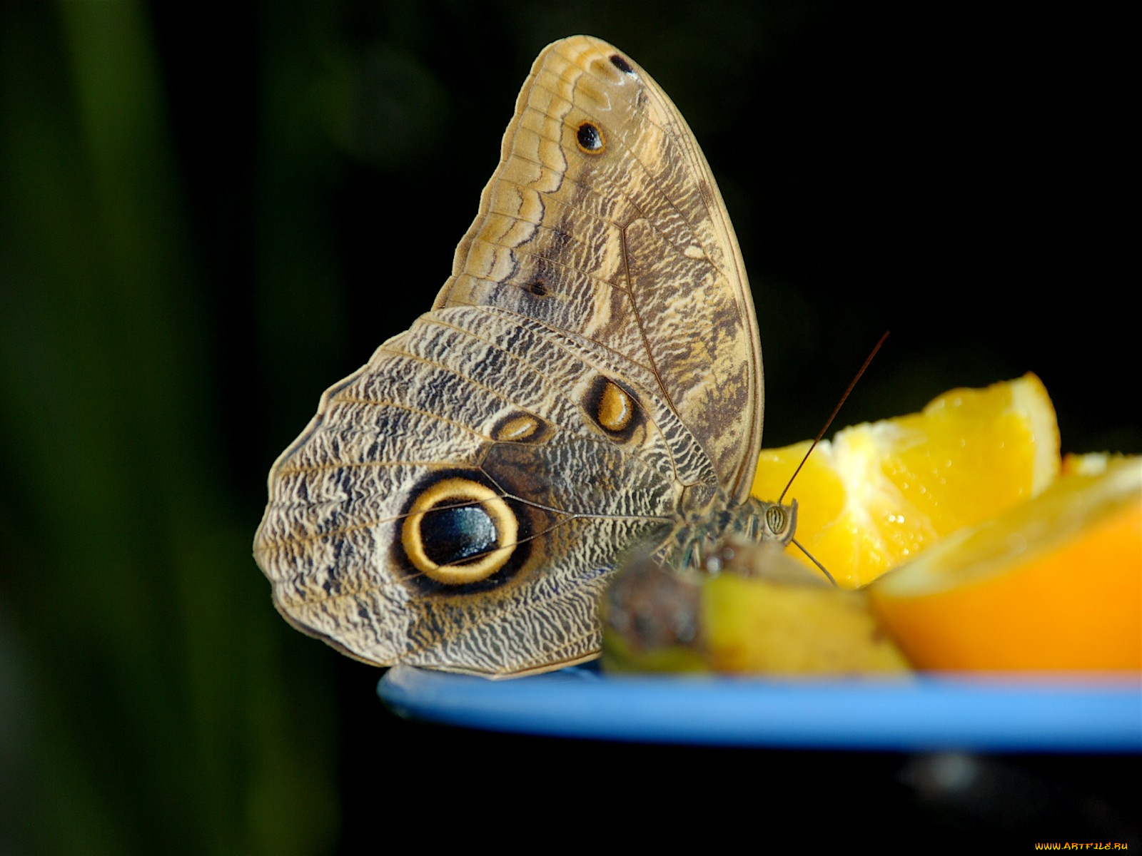 животные, бабочки