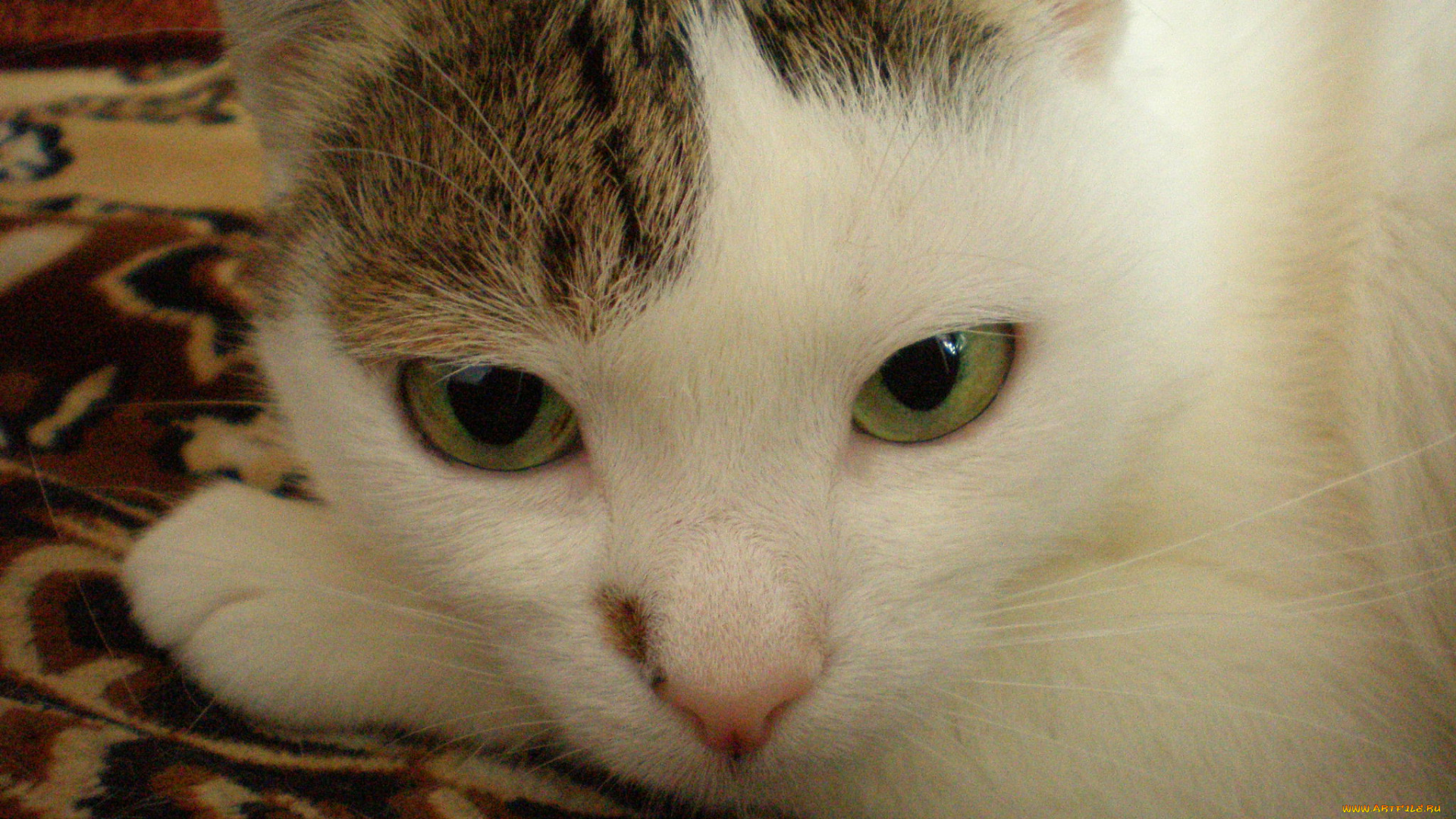 животные, коты