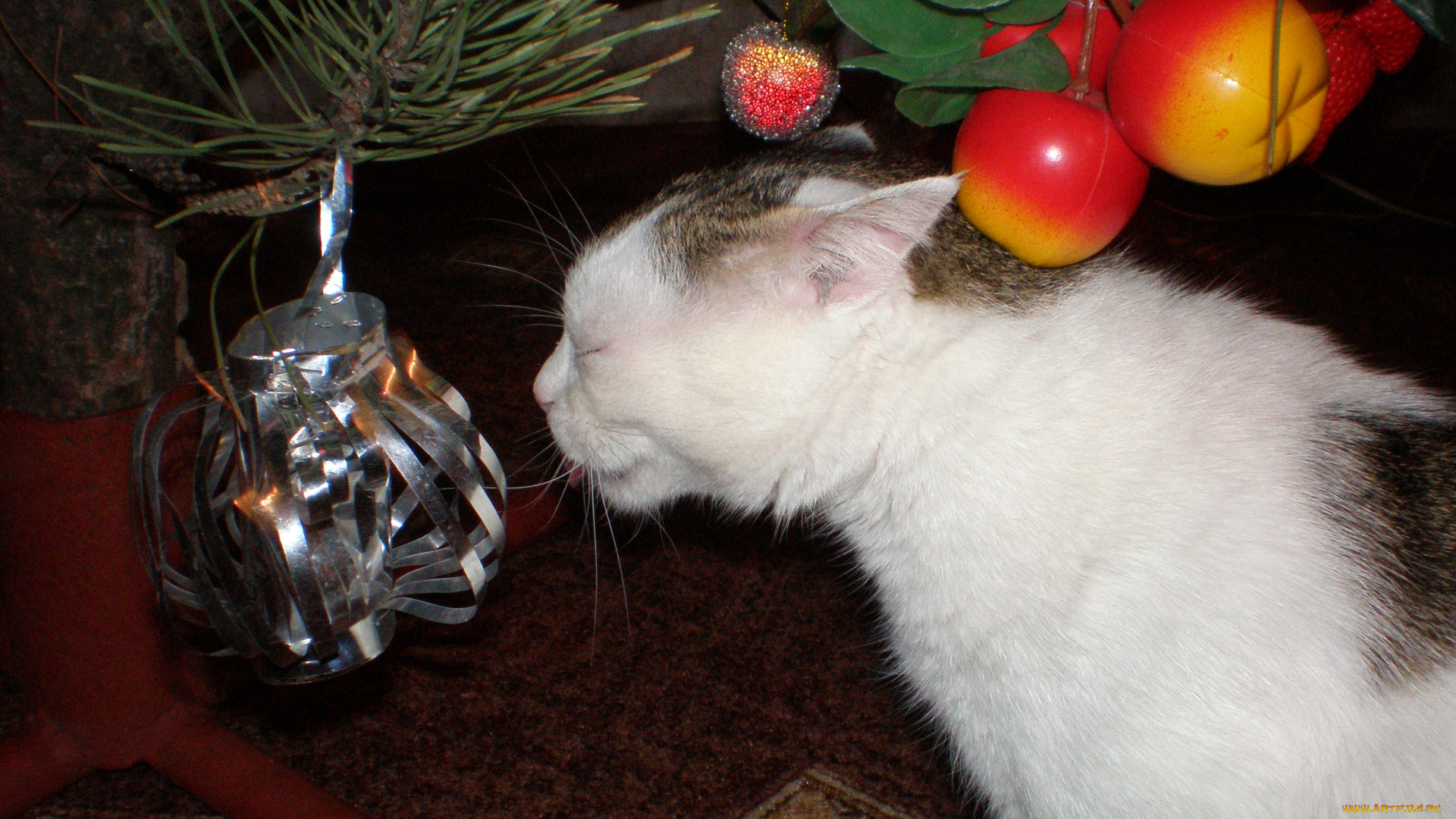 животные, коты