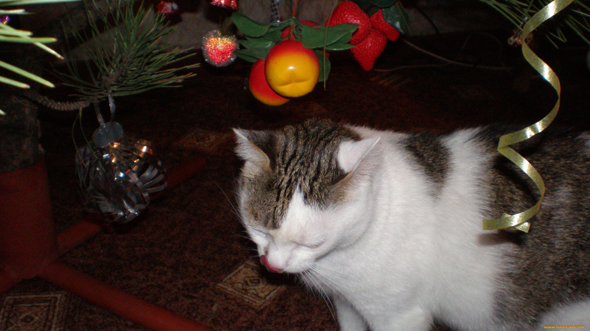 животные, коты