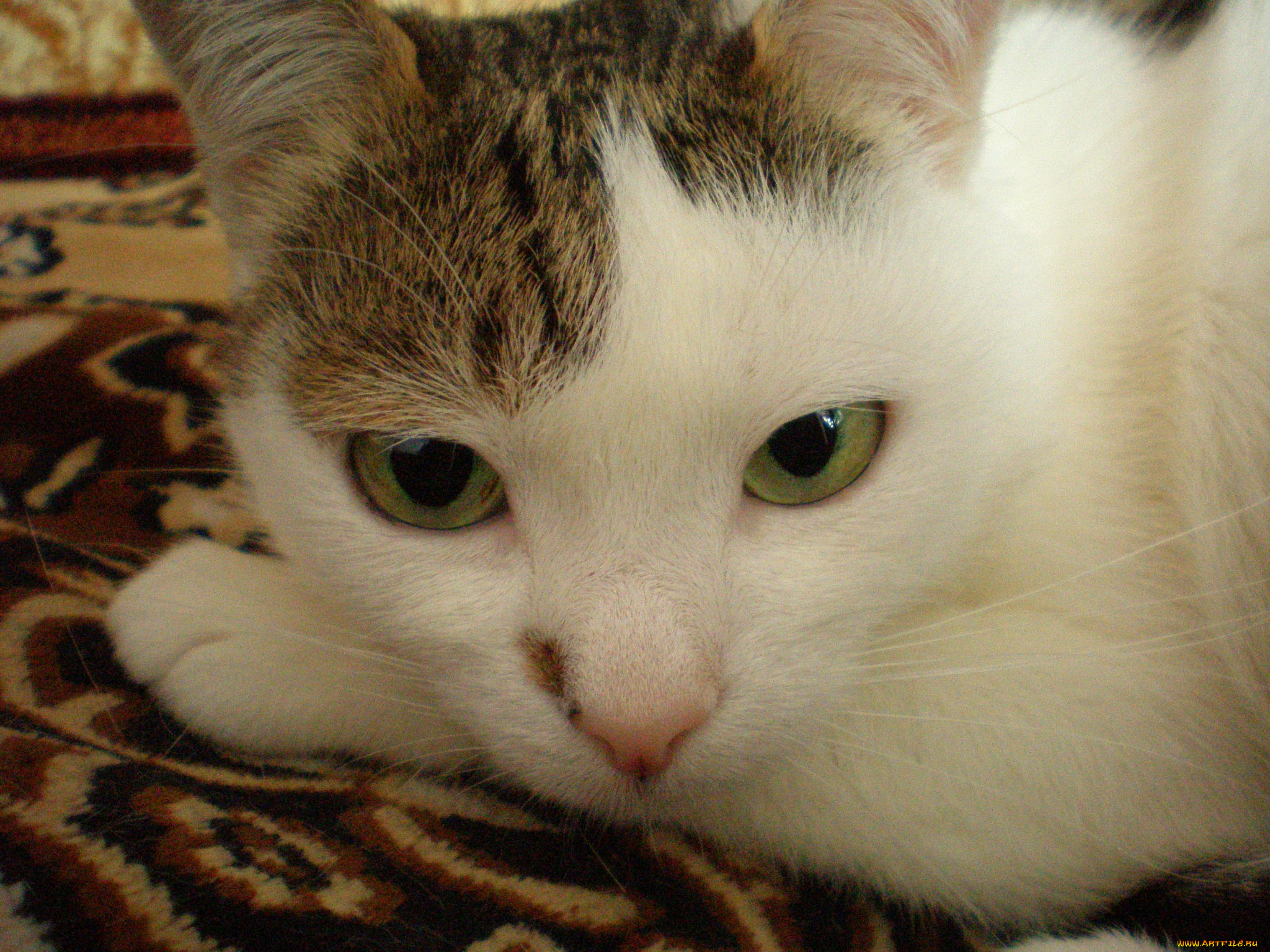 животные, коты