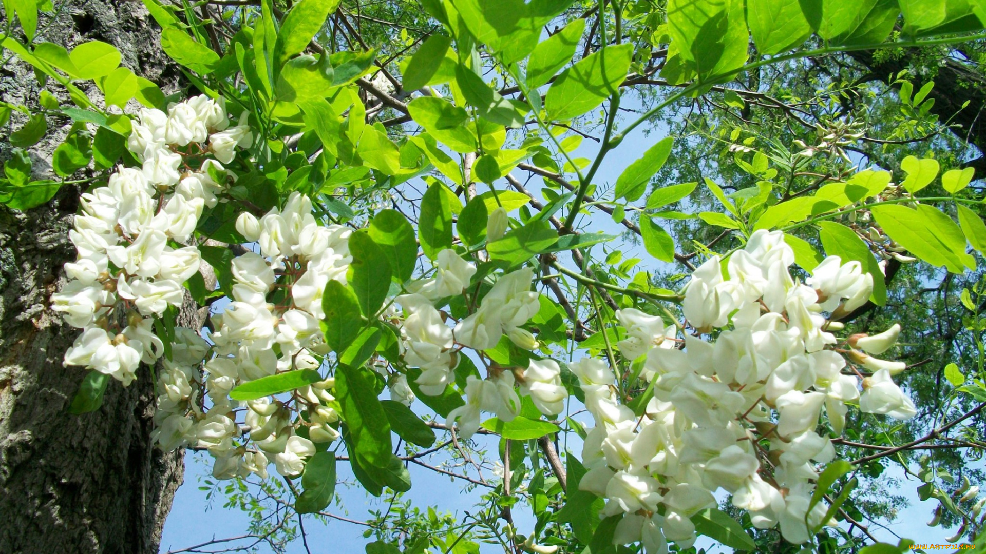 цвет, белой, акации, цветы, акация