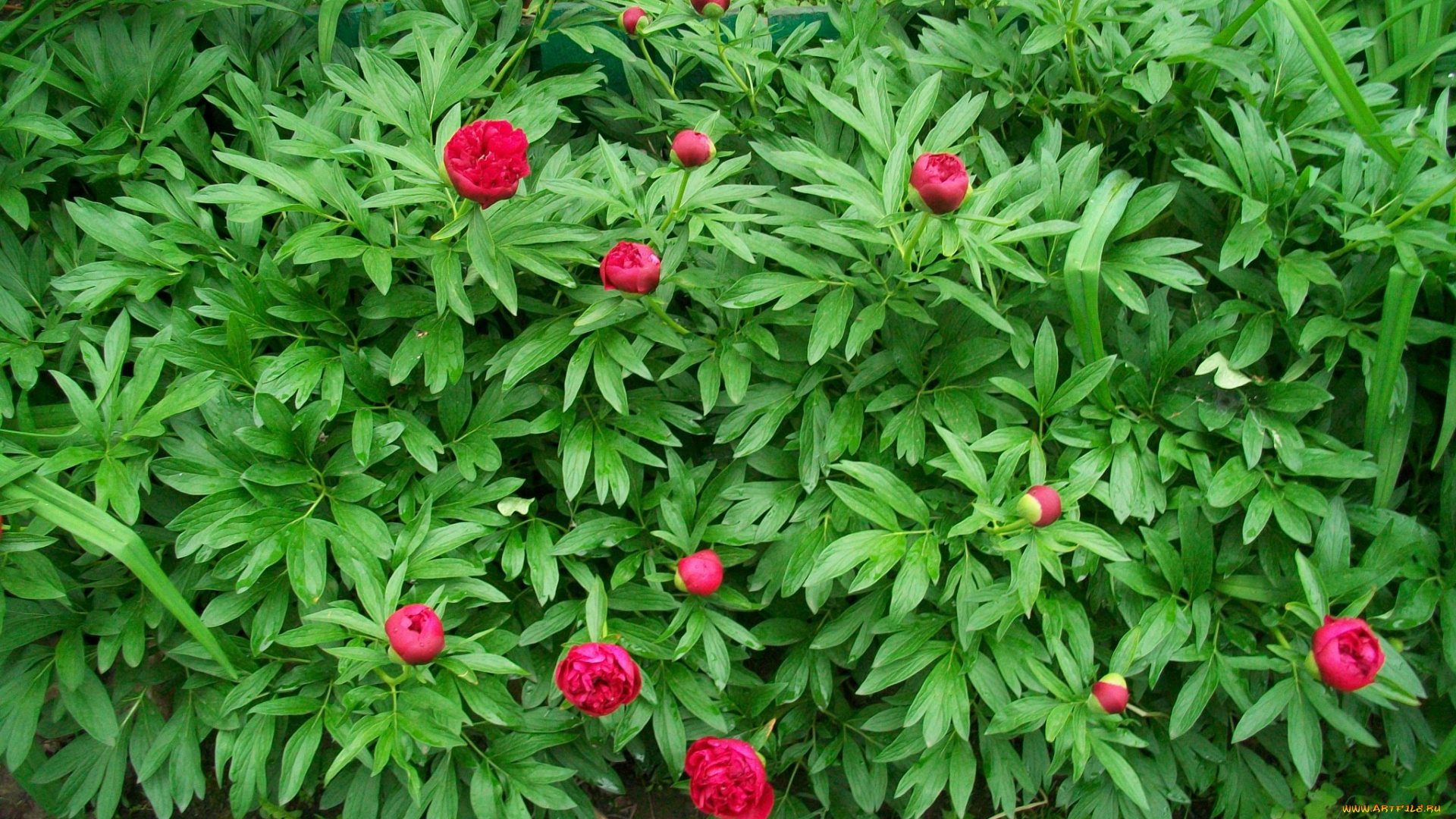 цветы, пионы