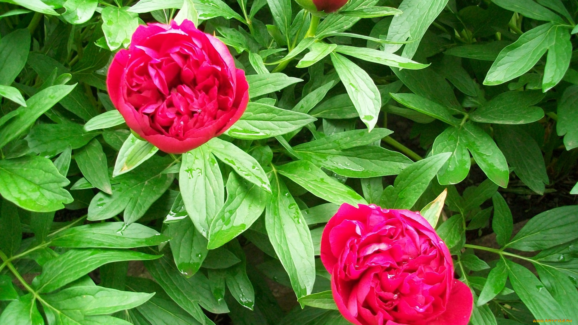 цветы, пионы