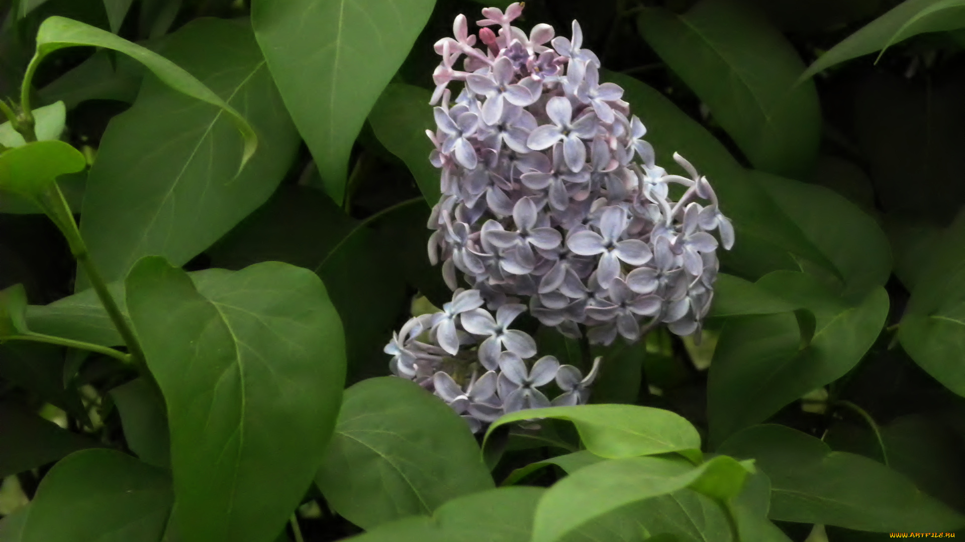 цветы, сирень