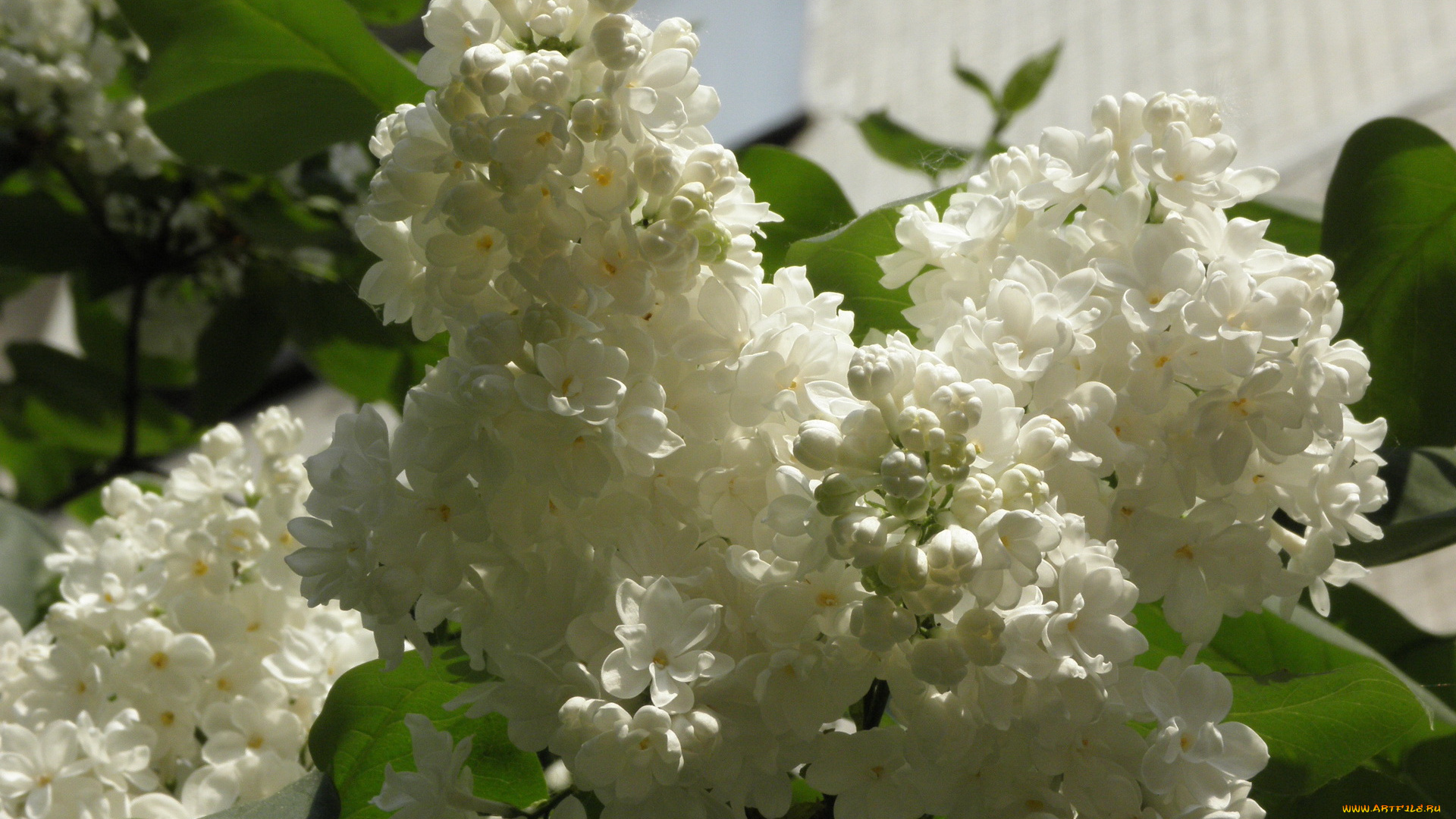 цветы, сирень