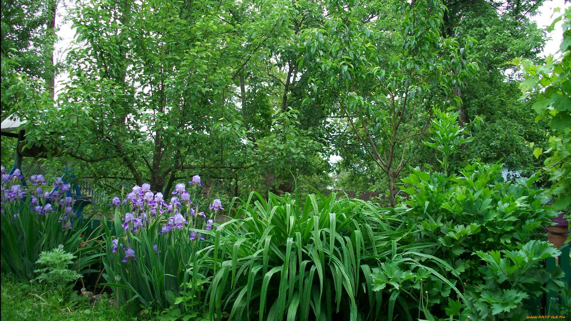 природа, деревья