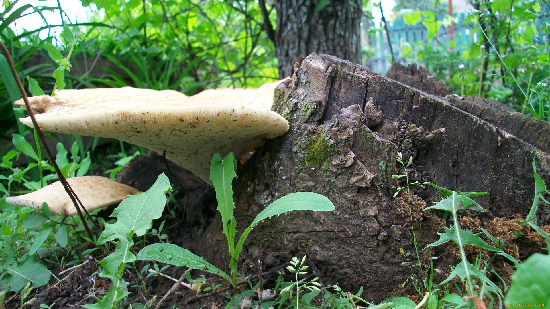 природа, грибы