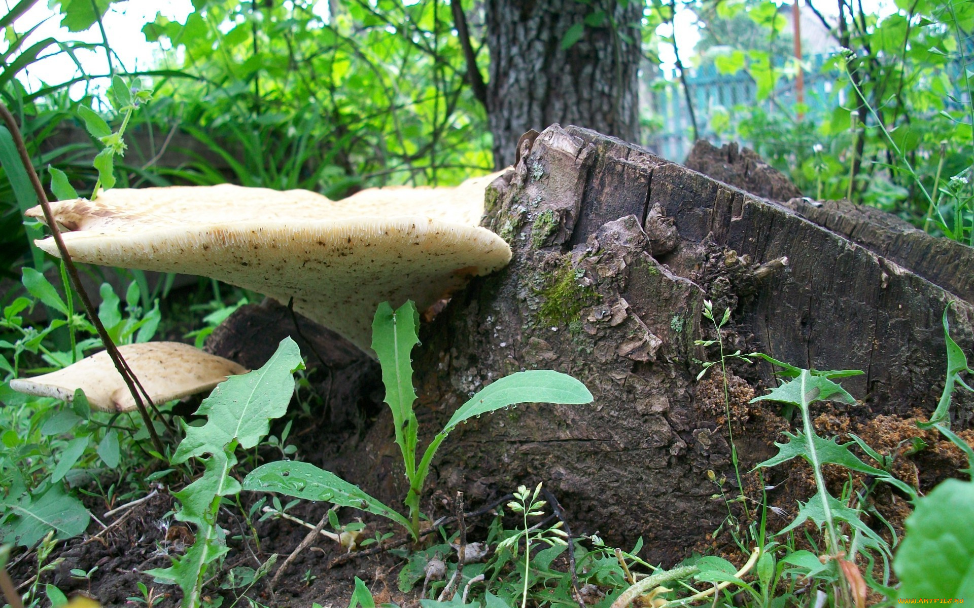 природа, грибы