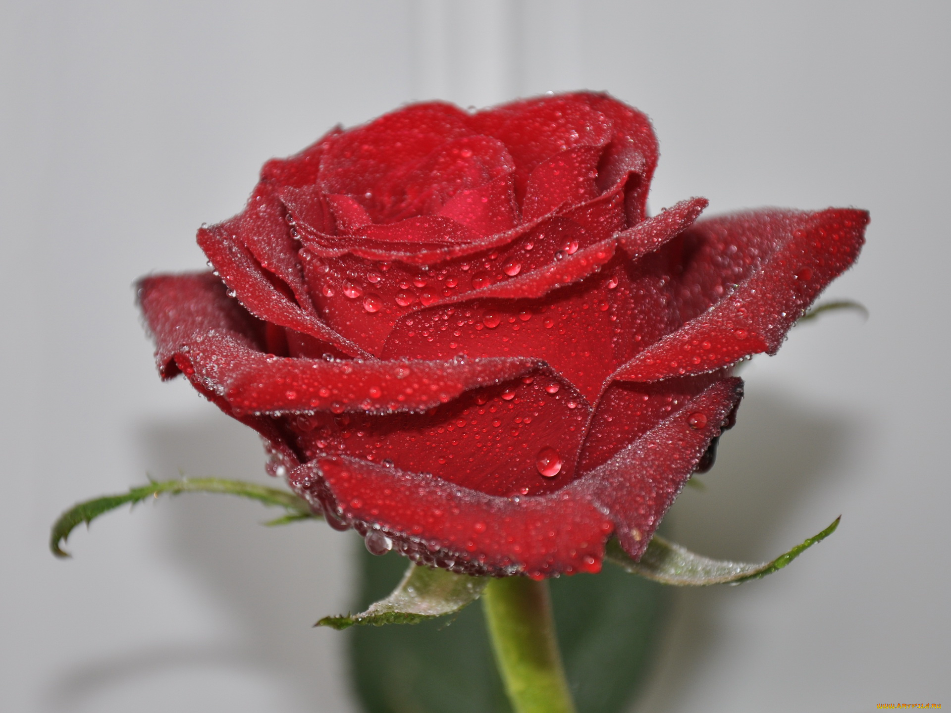 цветы, розы