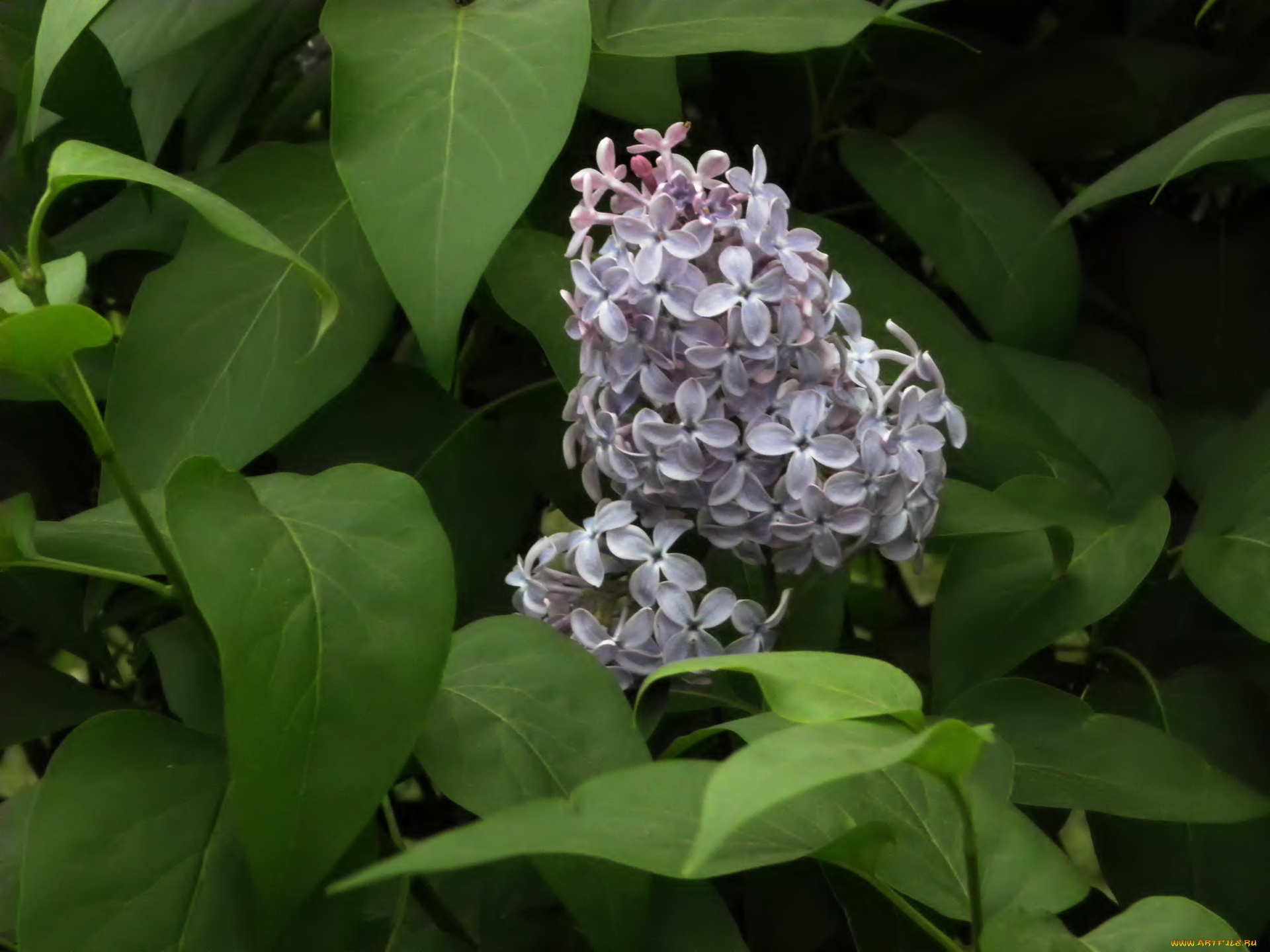 цветы, сирень