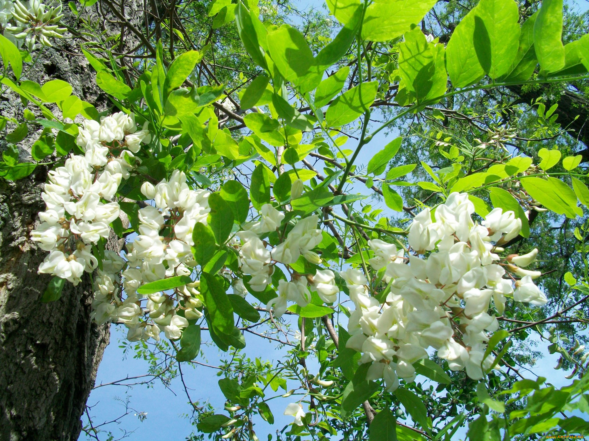 цвет, белой, акации, цветы, акация