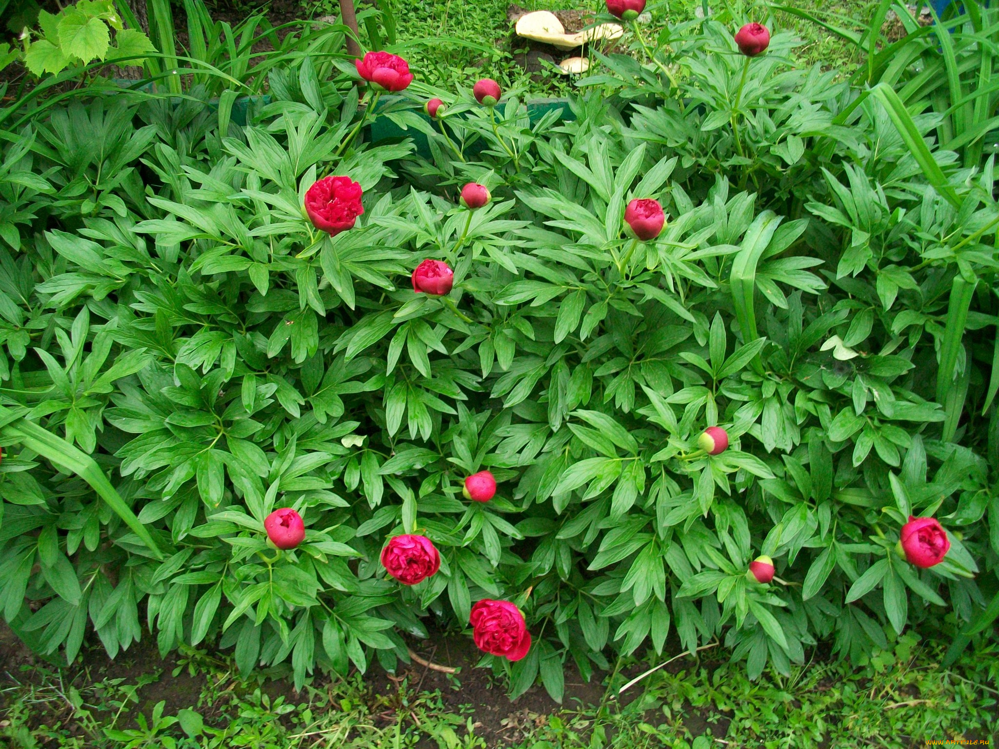 цветы, пионы