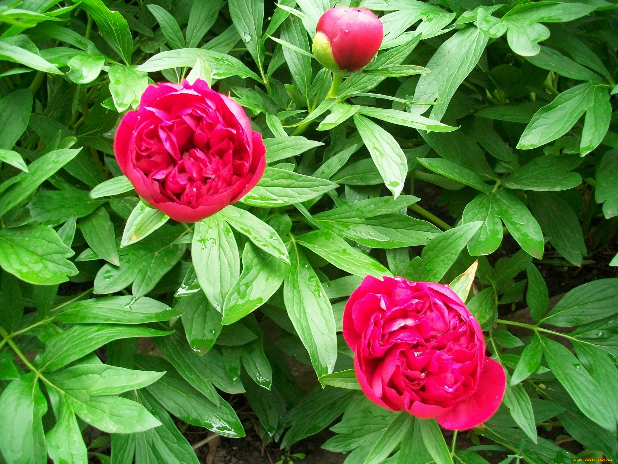 цветы, пионы