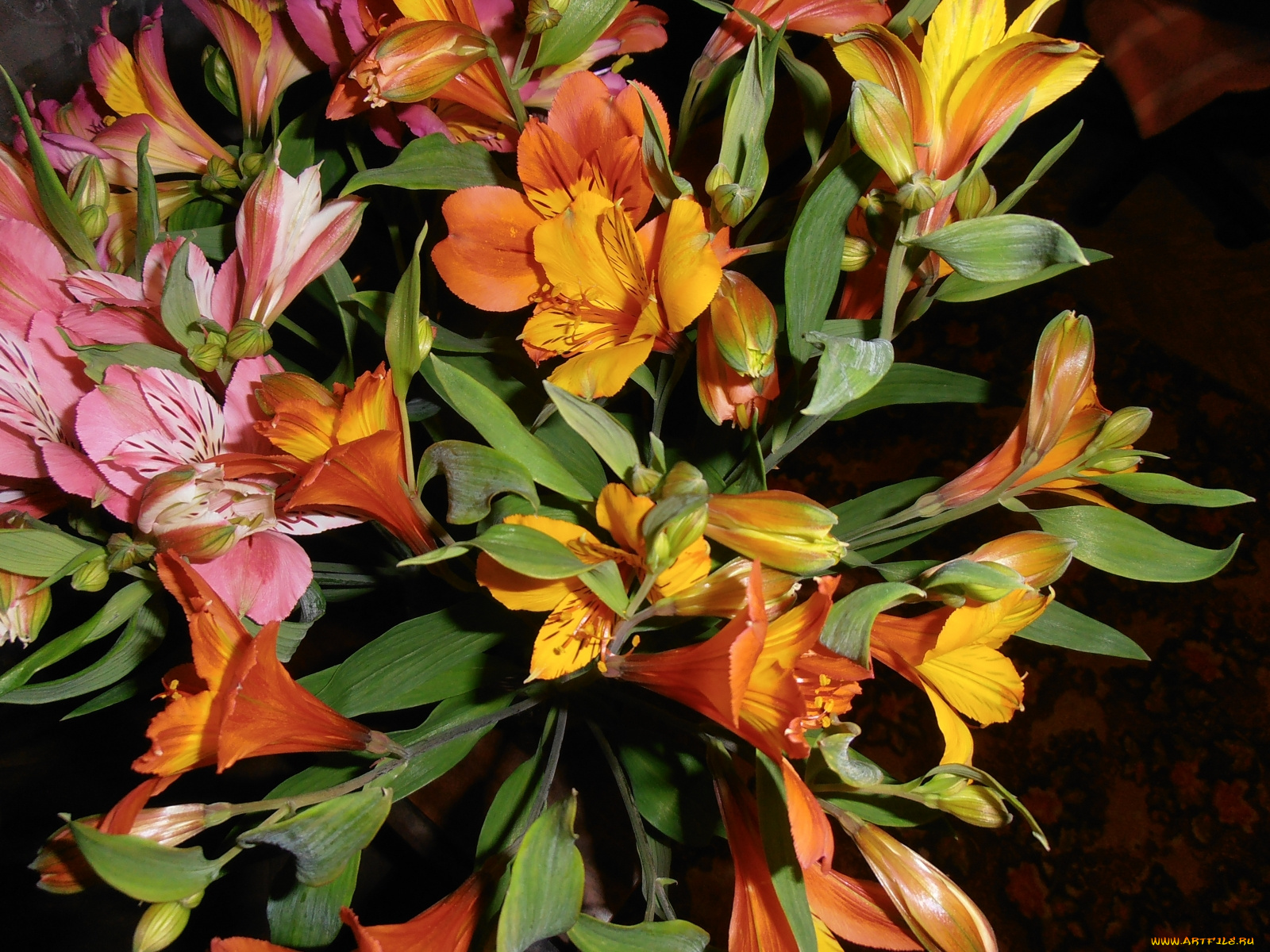 цветы, альстромерия, оранжевый, розовый