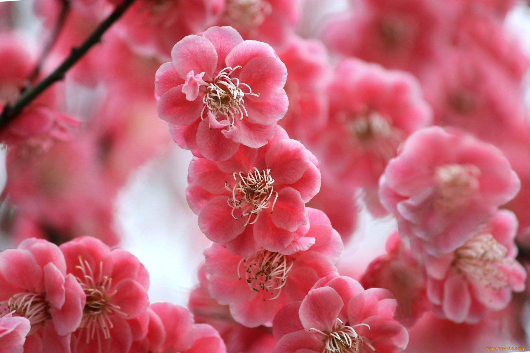 цветы, цветущие, деревья, кустарники, цветение, ветки, слива