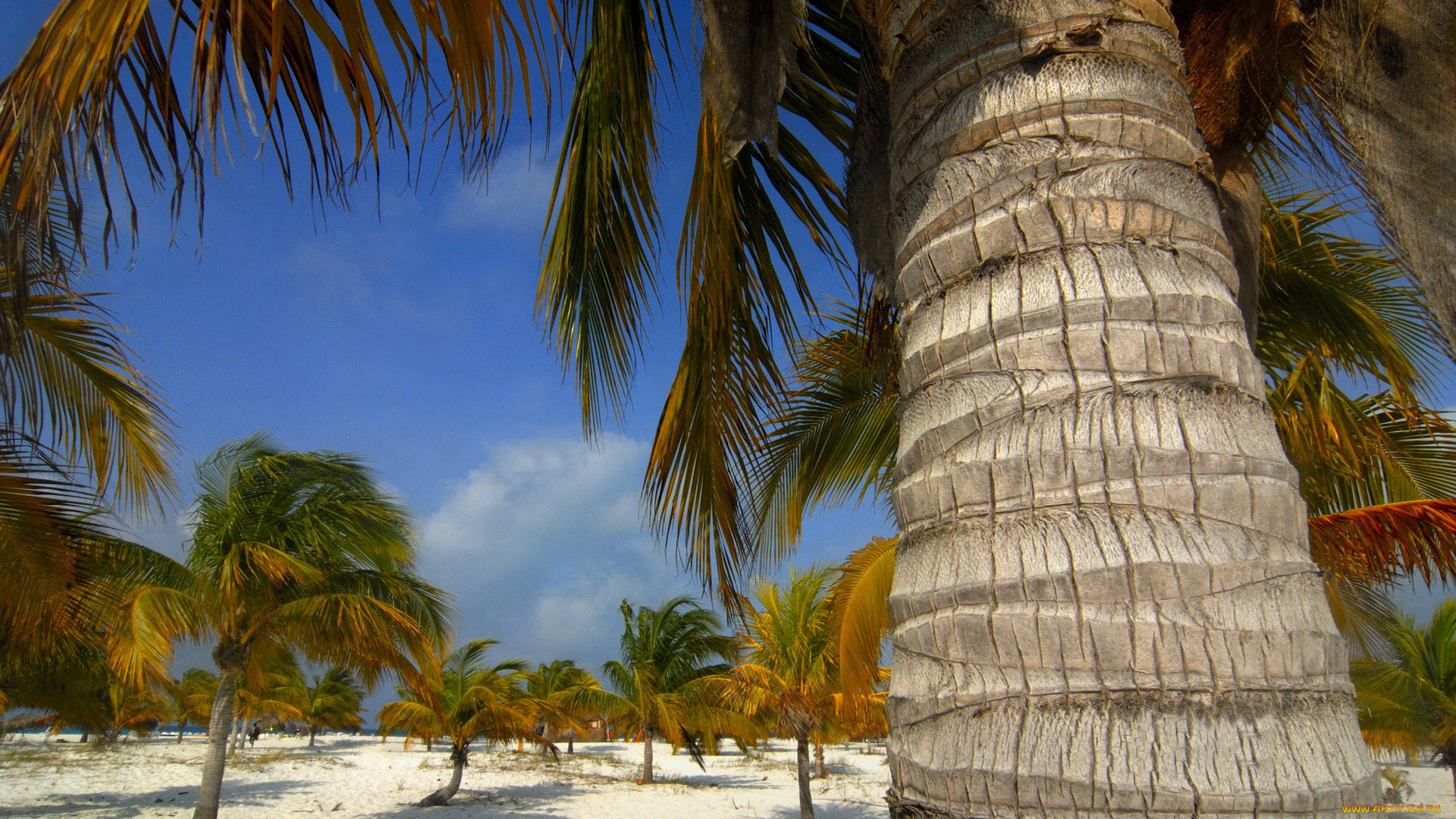 cavolargo, природа, тропики, куба, кора, ствол, пальмы