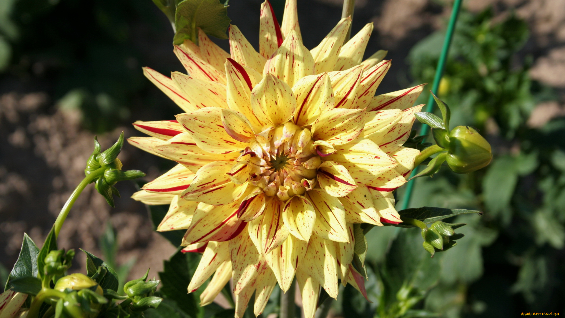 цветы, георгины