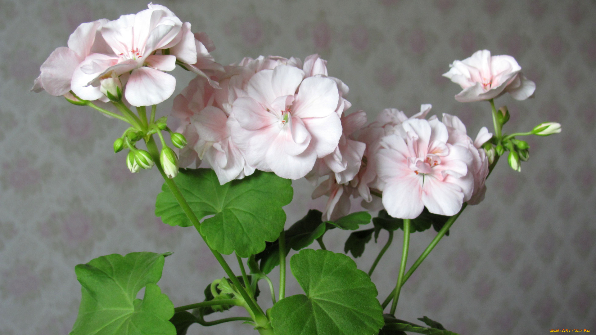 цветы, герань, розовый