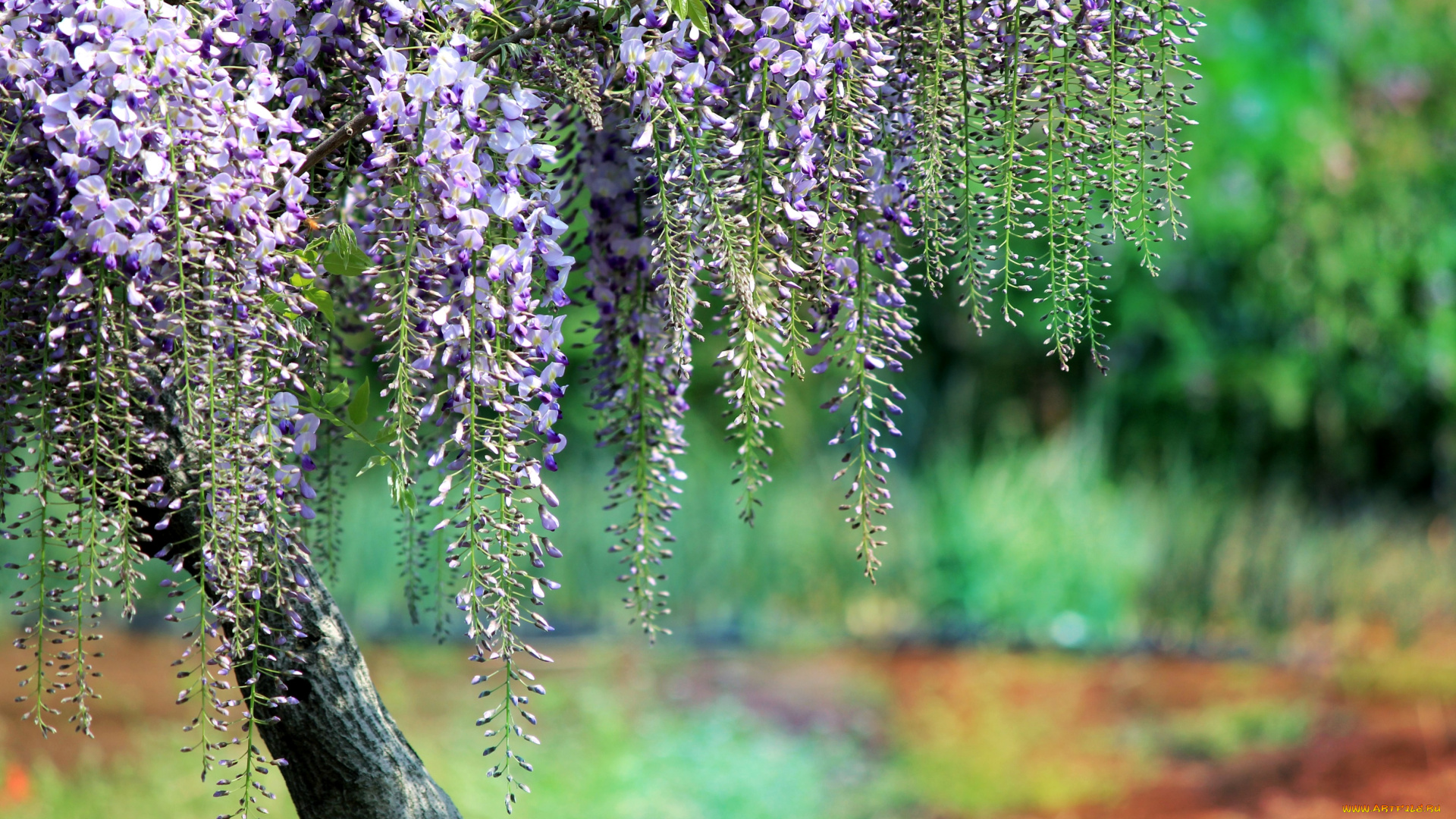 цветы, глициния, дерево, гроздья, фиолетовый