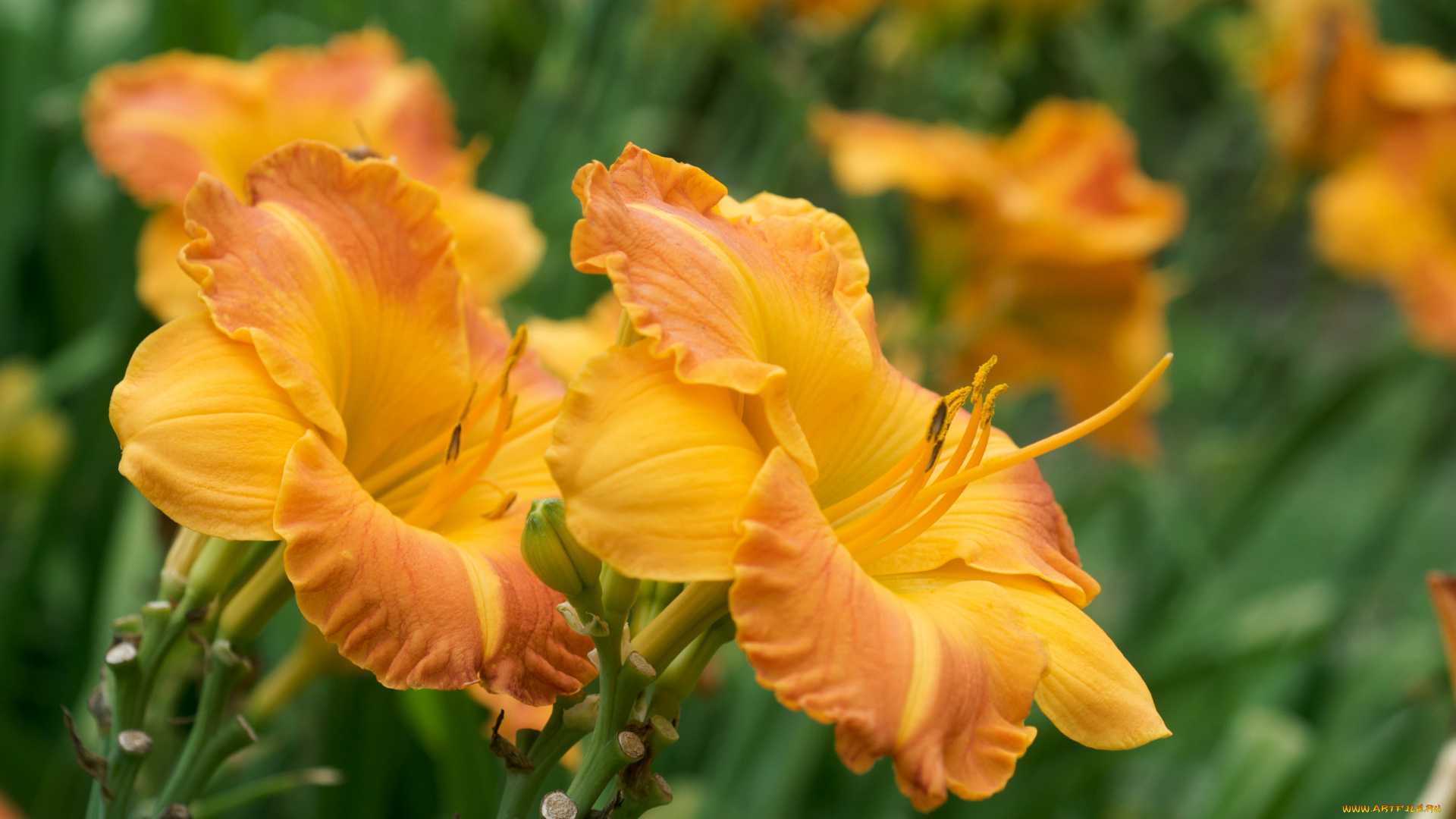 цветы, лилии, лилейники, желтый