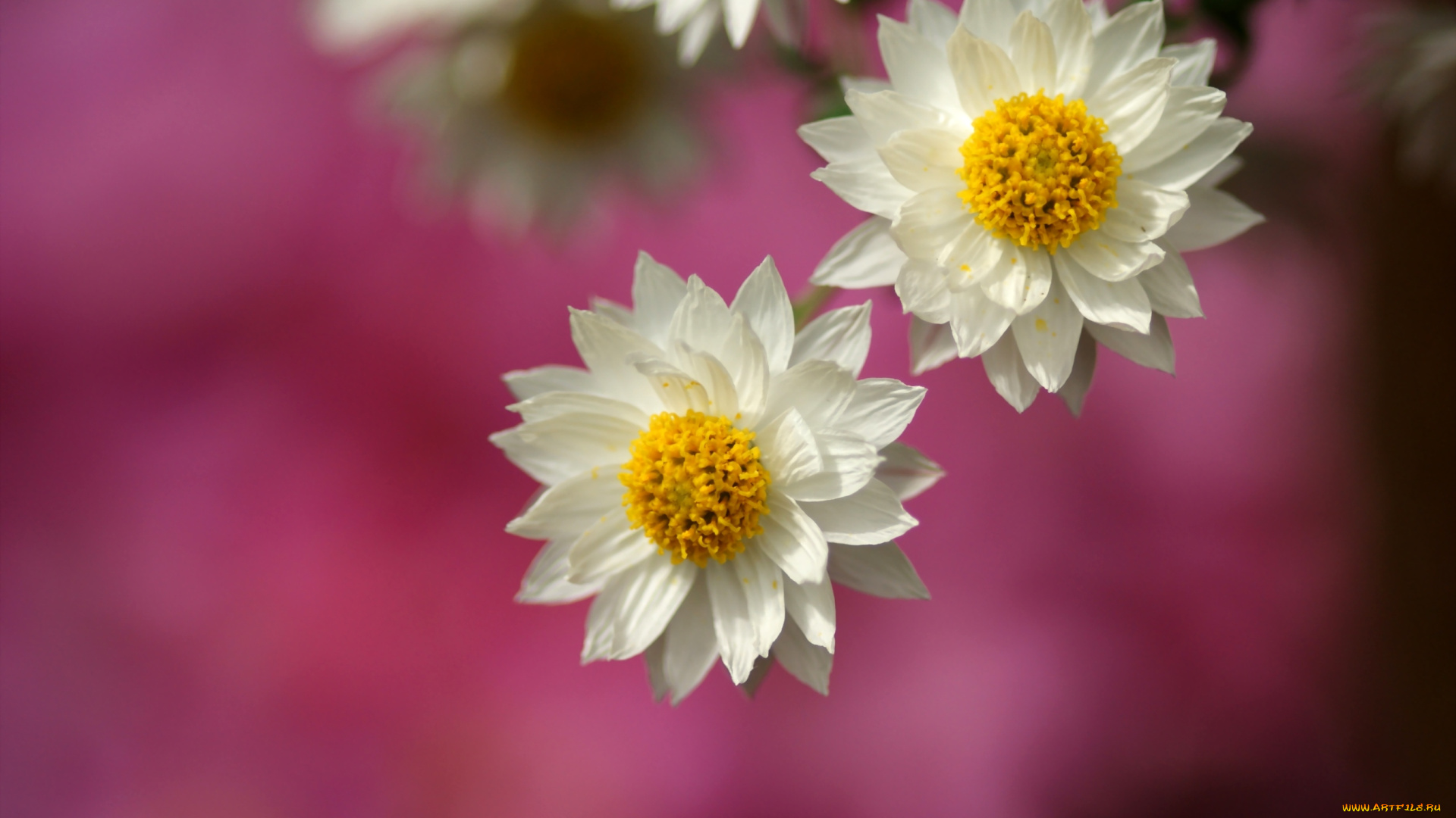 цветы, звездочки, белый