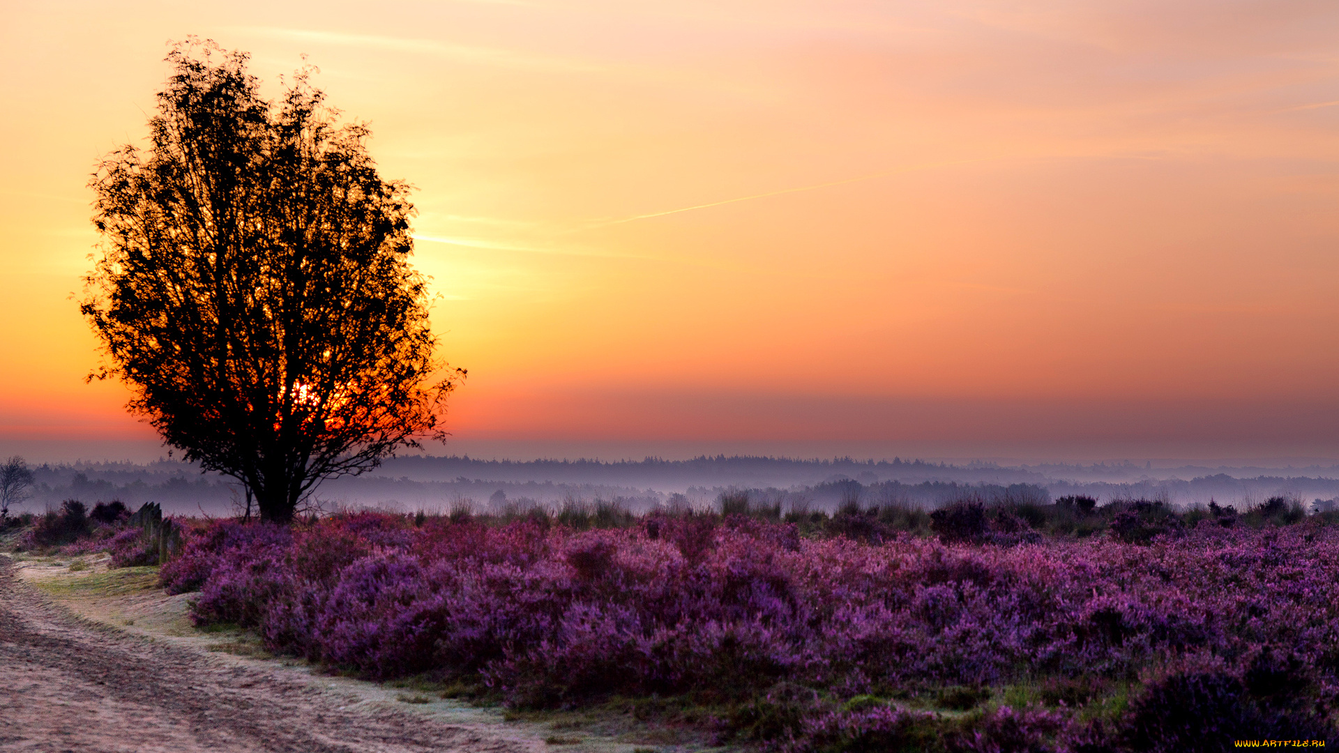 природа, деревья, цветы, туман, дерево, закат