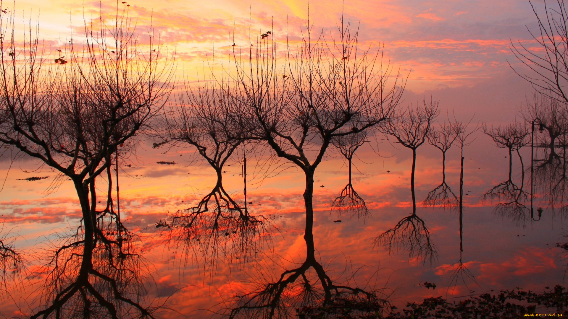 природа, деревья, отражение, закат