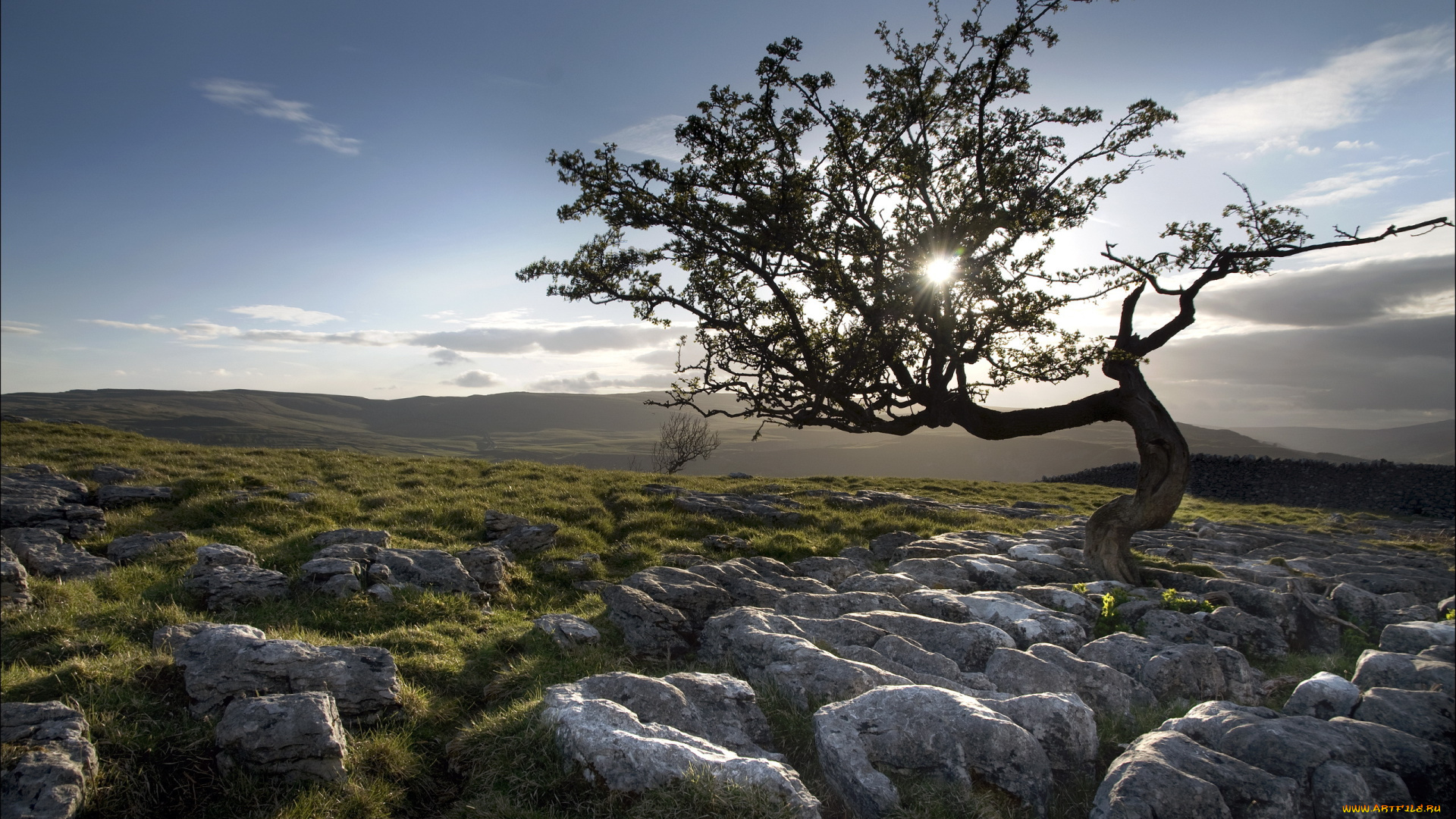 природа, деревья, пейзаж, камни