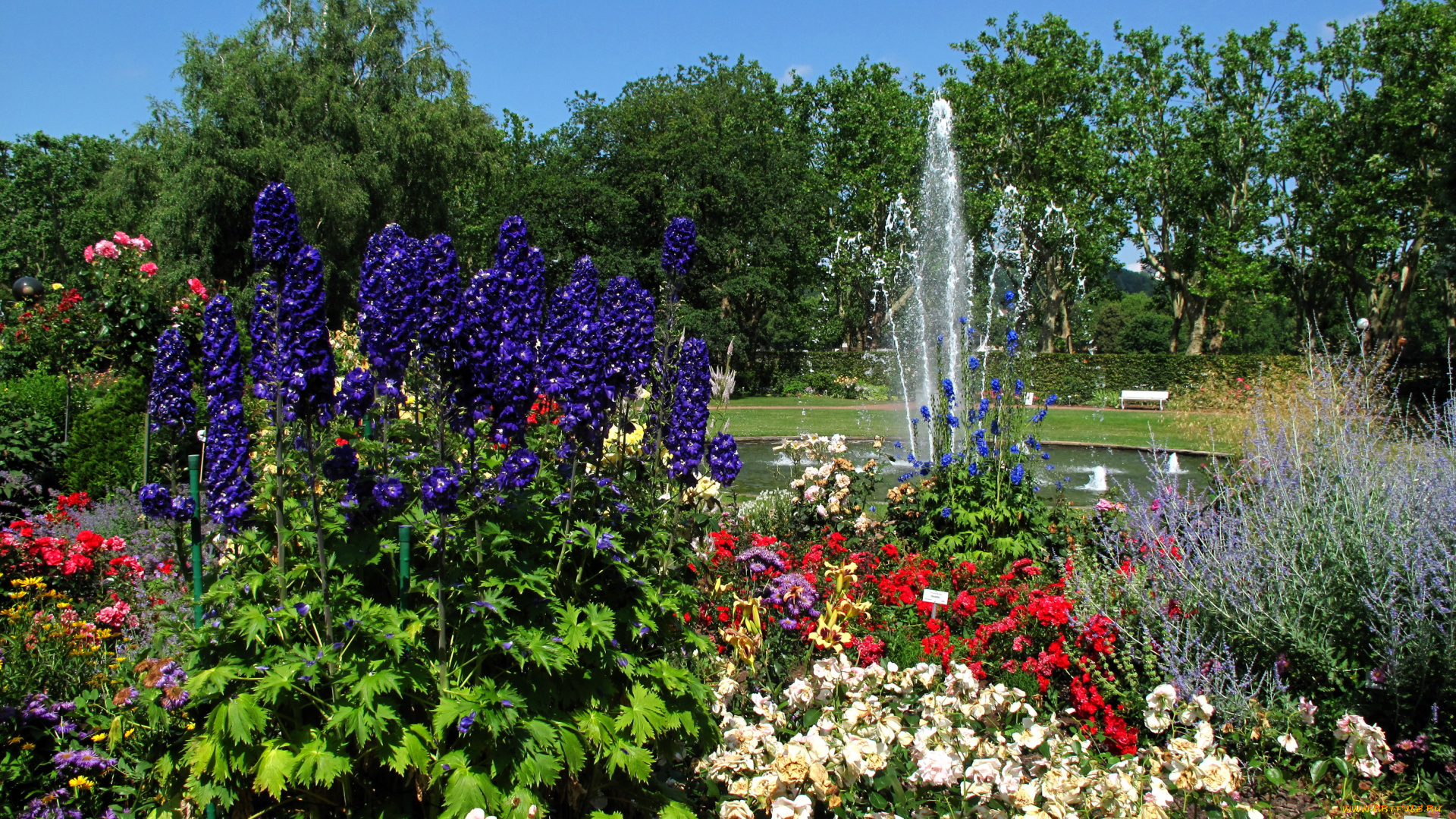 природа, парк, zweibruecken, rosengarten