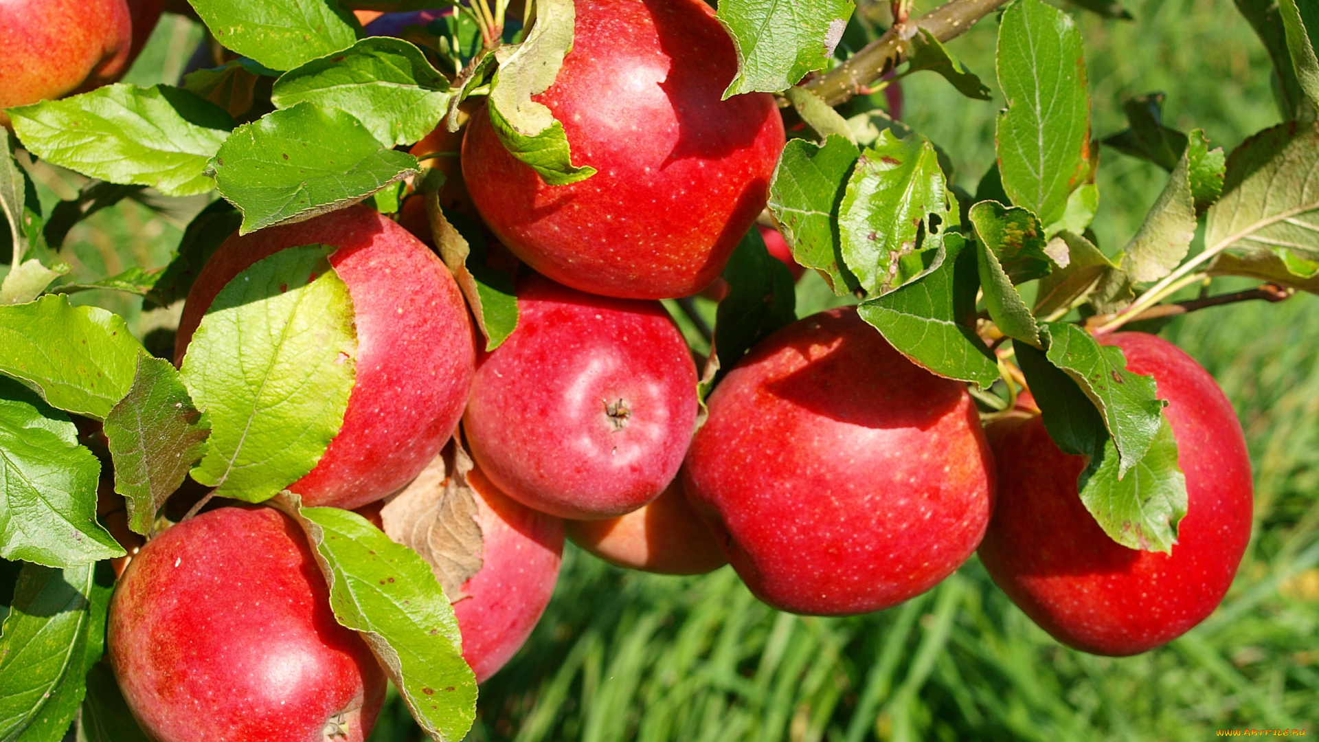 природа, плоды, ветка, яблоки