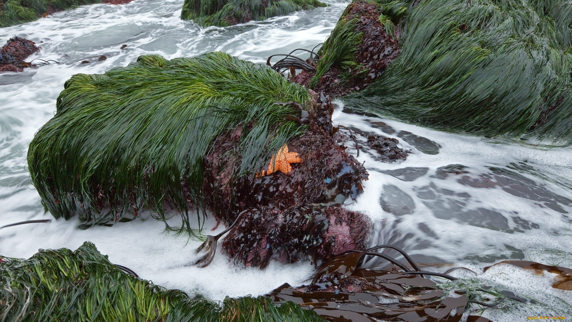 природа, побережье, трава, море, камни, морская, звезда, пена